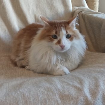 Orange and white cat curled up
